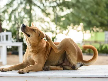 Why Is My Dog Itching All of a Sudden? 5 Vet-Reviewed Causes