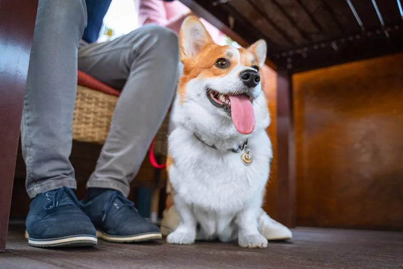 a corgi dog on a leash with owner in a cafe