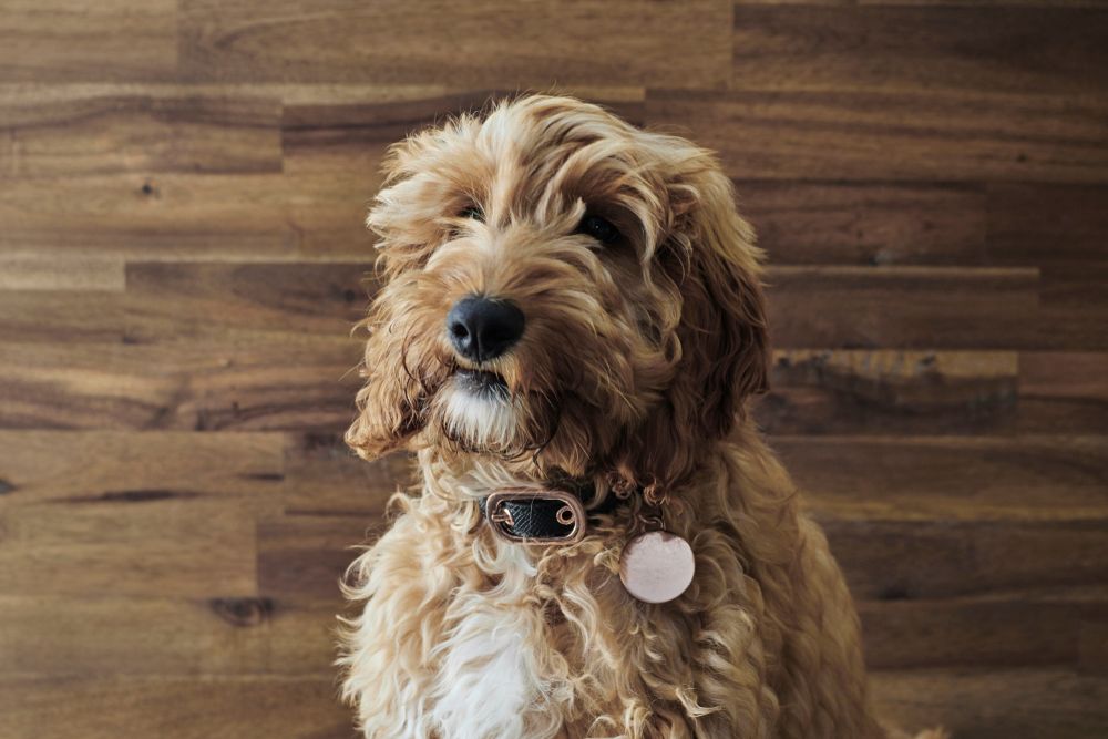studio photo of a Spoodle