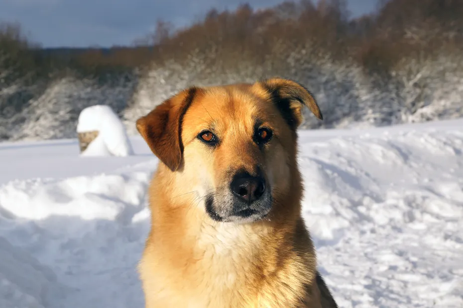 chinook dog out in the snow