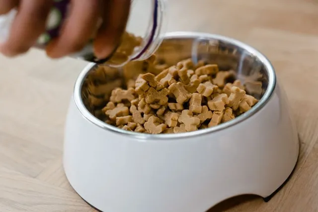 TBHQ in Dog Food: Vet-Approved Feeding & Safety Facts