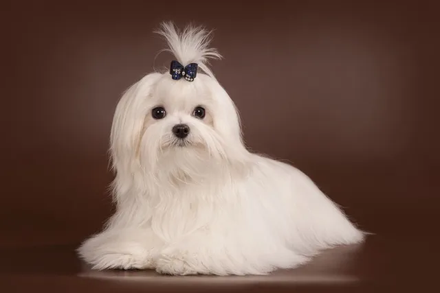 Does a Maltese Shed a Lot? Vet-Verified Care and Grooming Tips