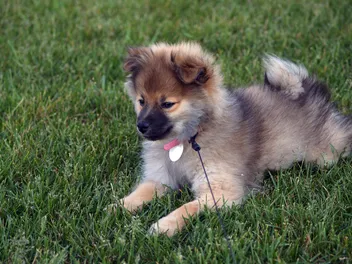 Wolf Sable Pomeranian: Info, Pictures, Origin & History