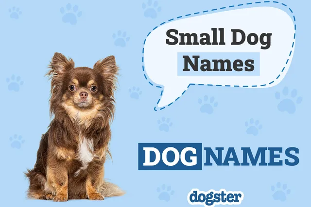 150 Small Dog Names for Your Tiny Furry Friend