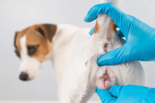 Dog Genitals: Canine Anatomy Explained (Vet-Approved)