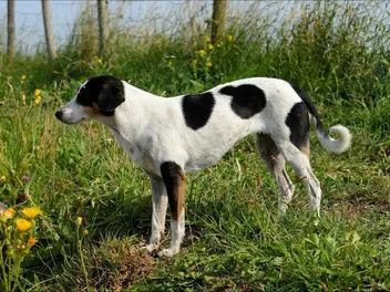 Halden Hound Dog Breed: Info, Pictures, Care Guide & More