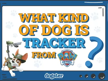 What Breed of Dog Is Tracker from Paw Patrol? Cartoon Dogs Presented