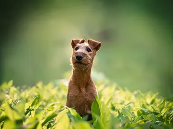 10 Dog Breeds With Button Ears: Info, Pictures & History