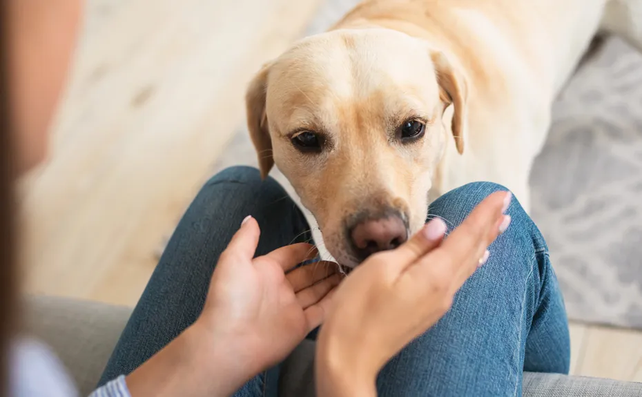 Why Do Dogs Like to Sniff Crotches? 4 Common Reasons — Dogster
