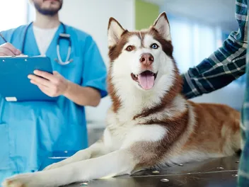 How Often Do Dogs Need Rabies Shots? Pet Health Care Facts
