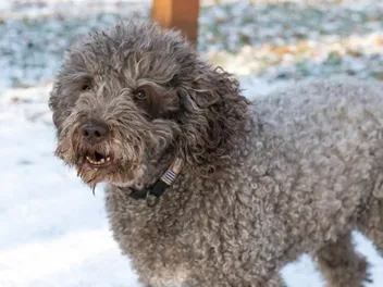 Do Cavapoos Bark a Lot? How Much & How to Stop It (Vet-Reviewed)
