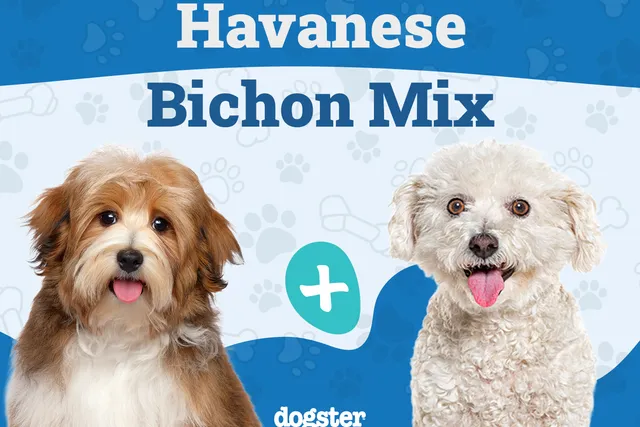 Havachon (Bichon Frise & Havanese Mix): Info, Pictures, Care & More