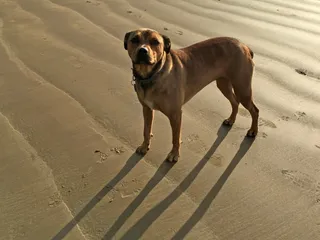 American Bandogge Mastiff Dog Breed: Info, Pictures & Care