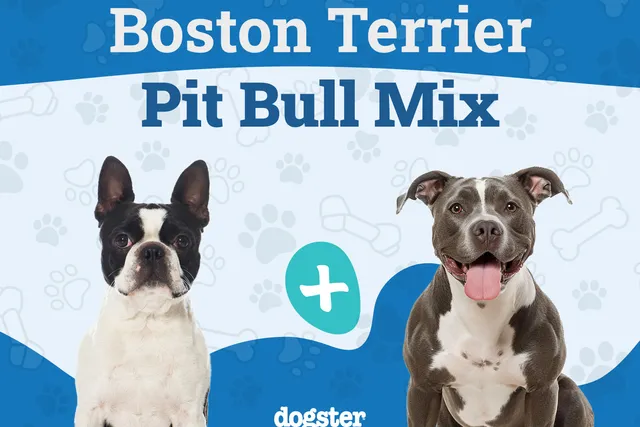 Boston Terrier Pit Mix Dog Breed: Info, Pictures, Care, & Facts