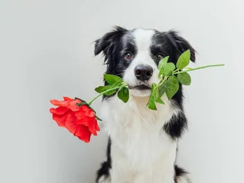 Are Border Collies Affectionate? Breed Facts & FAQ