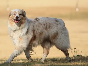 12 Most Popular Dog Breeds In Ohio: 2026 Update (With Info & Pictures)