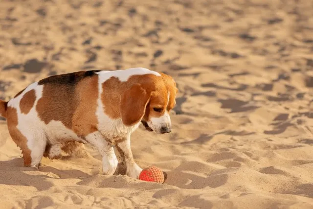 Are Dogs Allowed on Orange Beach? Local Rules Explained
