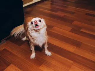Why Is My Senior Dog Barking at Night? 3 Vet-Verified Reasons