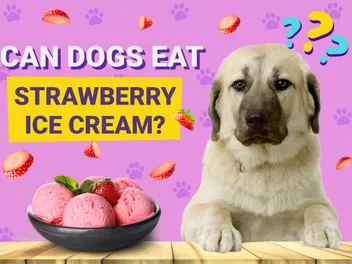 Can Dogs Eat Strawberry Ice Cream? Vet-Verified Facts & Safety Guide