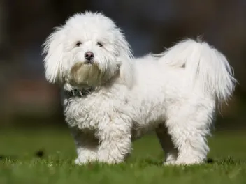 Coton De Tulear Dog Breed: Info, Pictures, Care & More