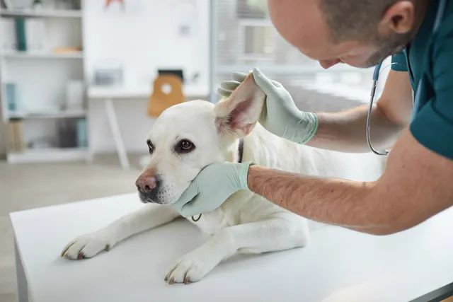 Dry Skin on Dog Ears: Causes, Care Guide & FAQ (Vet Answer)