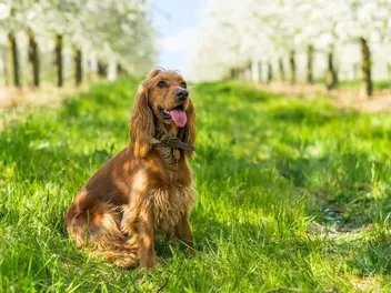 24 Cocker Spaniel Colors & Patterns (With Pictures)