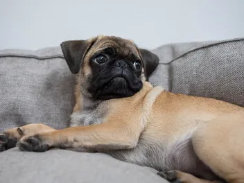 6 Common Health Problems in Pugs (Vet Answer)