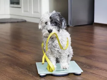 Why Is My Dog Gaining Weight But Not Eating More? 10 Vet-Reviewed Reasons