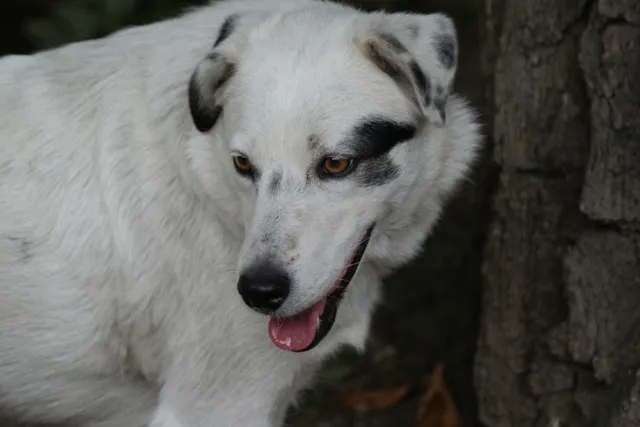 Why Is My Dog Panting at Night? 9 Vet-Explained Reasons