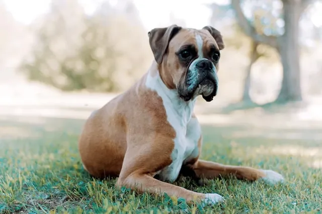 Astrology Alert: What Are Sagittarians Like as Dog Lovers?