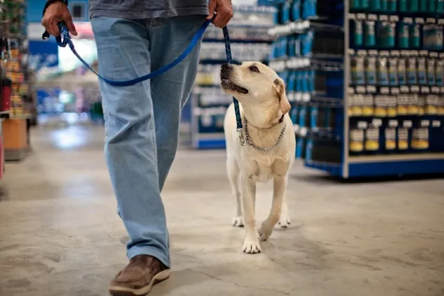 Are Dogs and Other Pets Allowed in PetSmart? 2026 In-Store Pet Policy