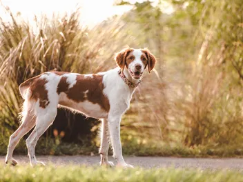 Brittany Spaniel (French Brittany) Dog Breed: Info, Pictures, Temperament & Care