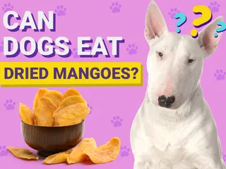 Can Dogs Eat Dried Mangoes? Vet-Verified Nutritional Info & Risks