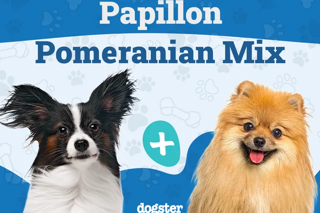 Paperanian (Papillon Pomeranian Mix): Info, Pictures & Care