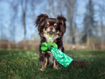 How to Compost Dog Poop: 8 Easy Steps to Do at Home