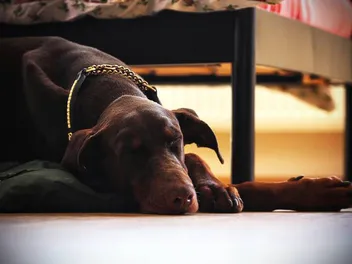 Can Dobermans Be Left Alone at Home? Vet Approved Facts & Safety Tips