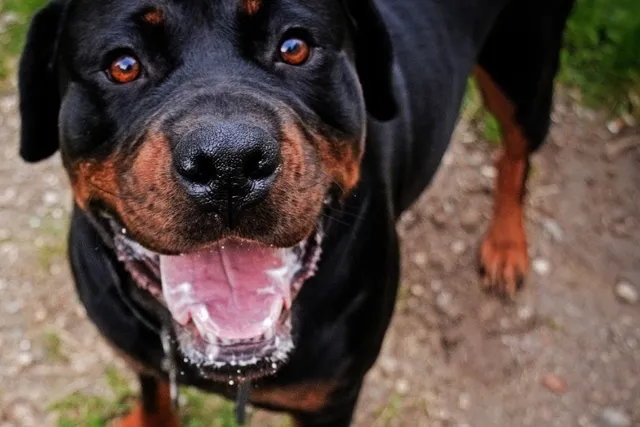 Do Rottweilers Bark a Lot? How Much & How To Stop It (Vet-Reviewed)