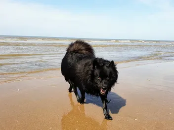 Giant German Spitz Dog Breed: Info, Pictures, Care & More