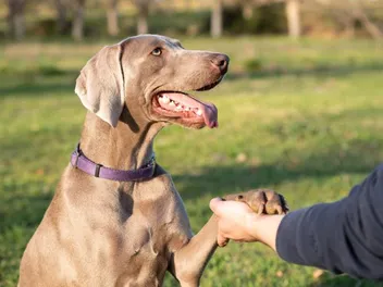 How to Train a Weimaraner: 10 Vet-Approved Tips & Common Mistakes to Avoid