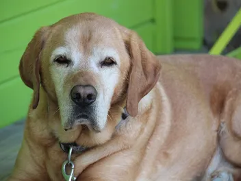 8 Best Arthritis Medications for Dogs in 2026 - Reviews & Top Picks