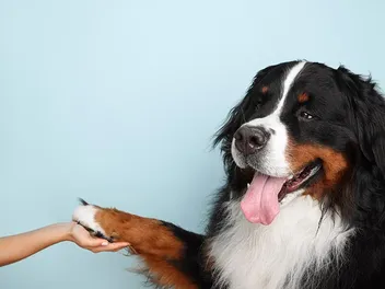 How to Measure Dog Paws for Boots: 6 Vet-Reviewed Tips