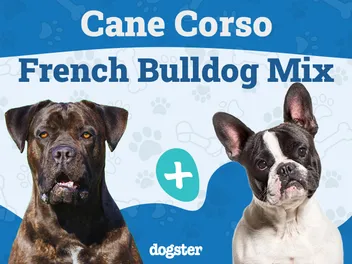Cane Corso French Bulldog Mix: Info, Pictures, Care & More
