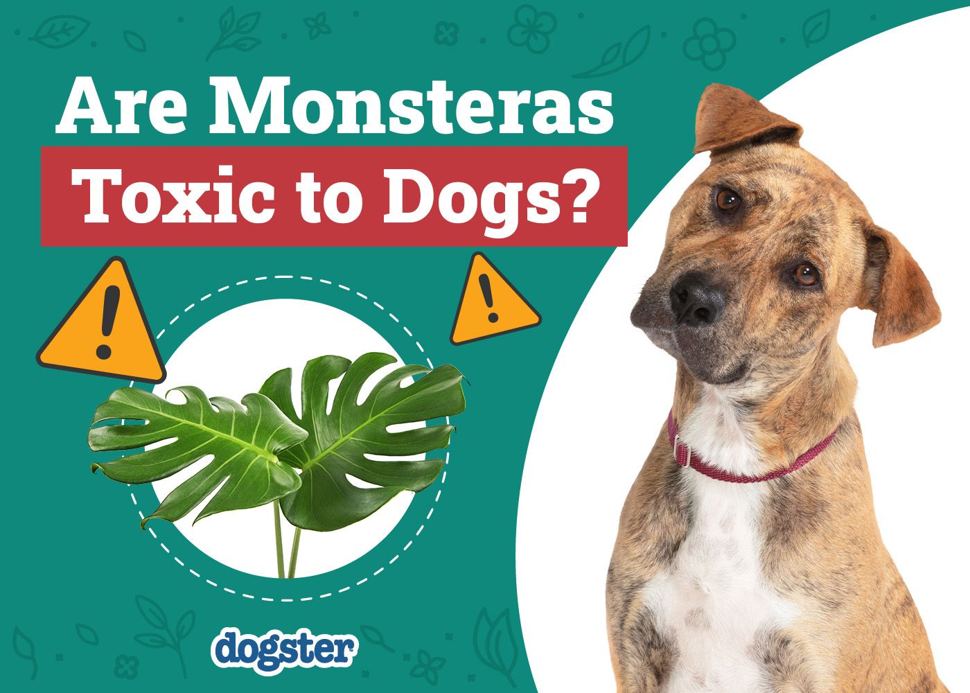 Dogster_Are Monsteras Toxic to Dogs