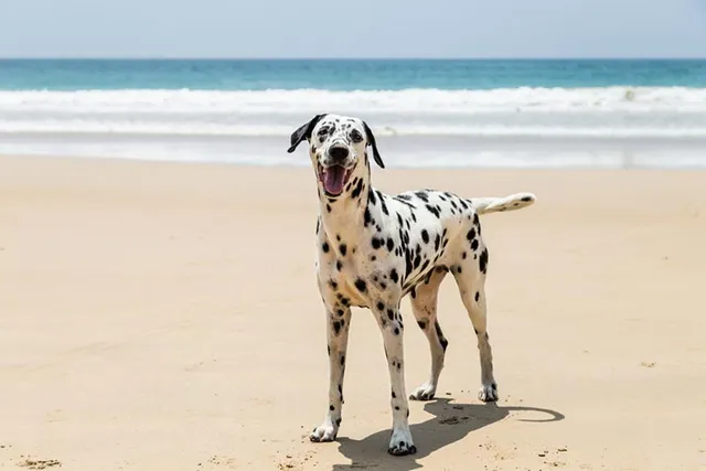 How Long Do Dalmatians Live? Vet-Reviewed Average Lifespan, Data & Care