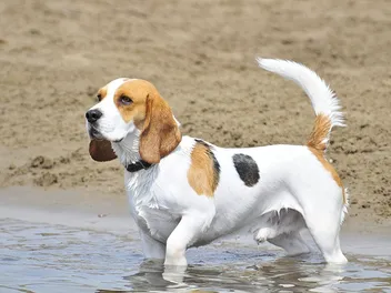 25 Common & Unique Beagle Colors (With Pictures)