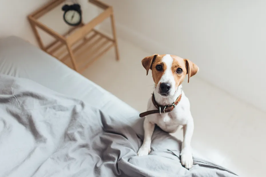 Jack Russell Terrier curling up to bed