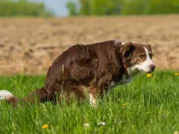 How to Stop Diarrhea in Dogs: 5 Vet-Reviewed Tips