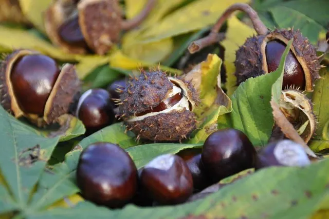 Are Conkers Poisonous to Dogs? Vet-Verified Facts & FAQ