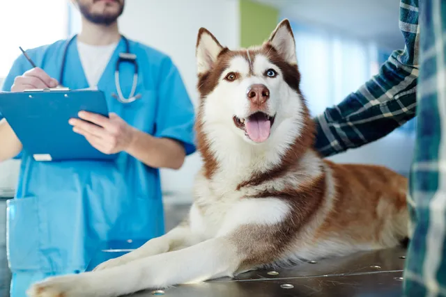 When Is the Best Time to Spay or Neuter Your Dog? Vet-Approved Timeline