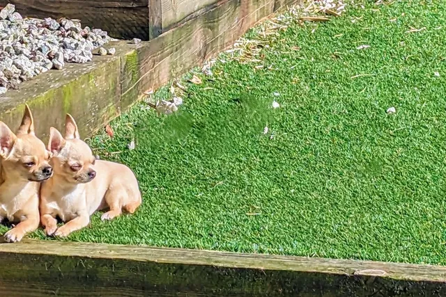 Dr Karyn’s 10 Commandments For Successful Puppy Parenting (Part 2)